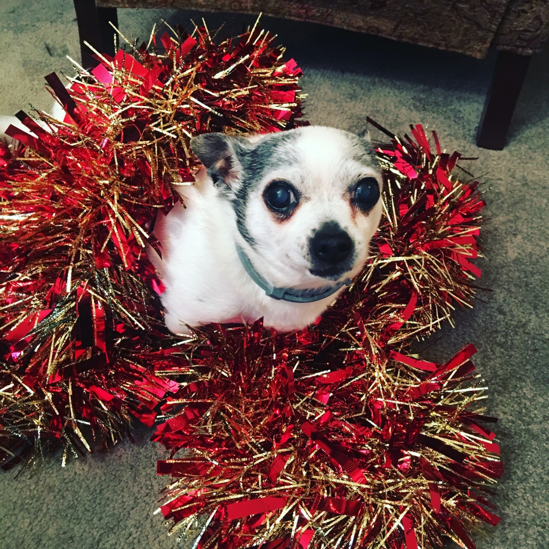 Tinkerbell is a white chihuahua. She sits on sparkly Christmas garland.