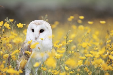 A white barn owl sits in a field of yellow flowers