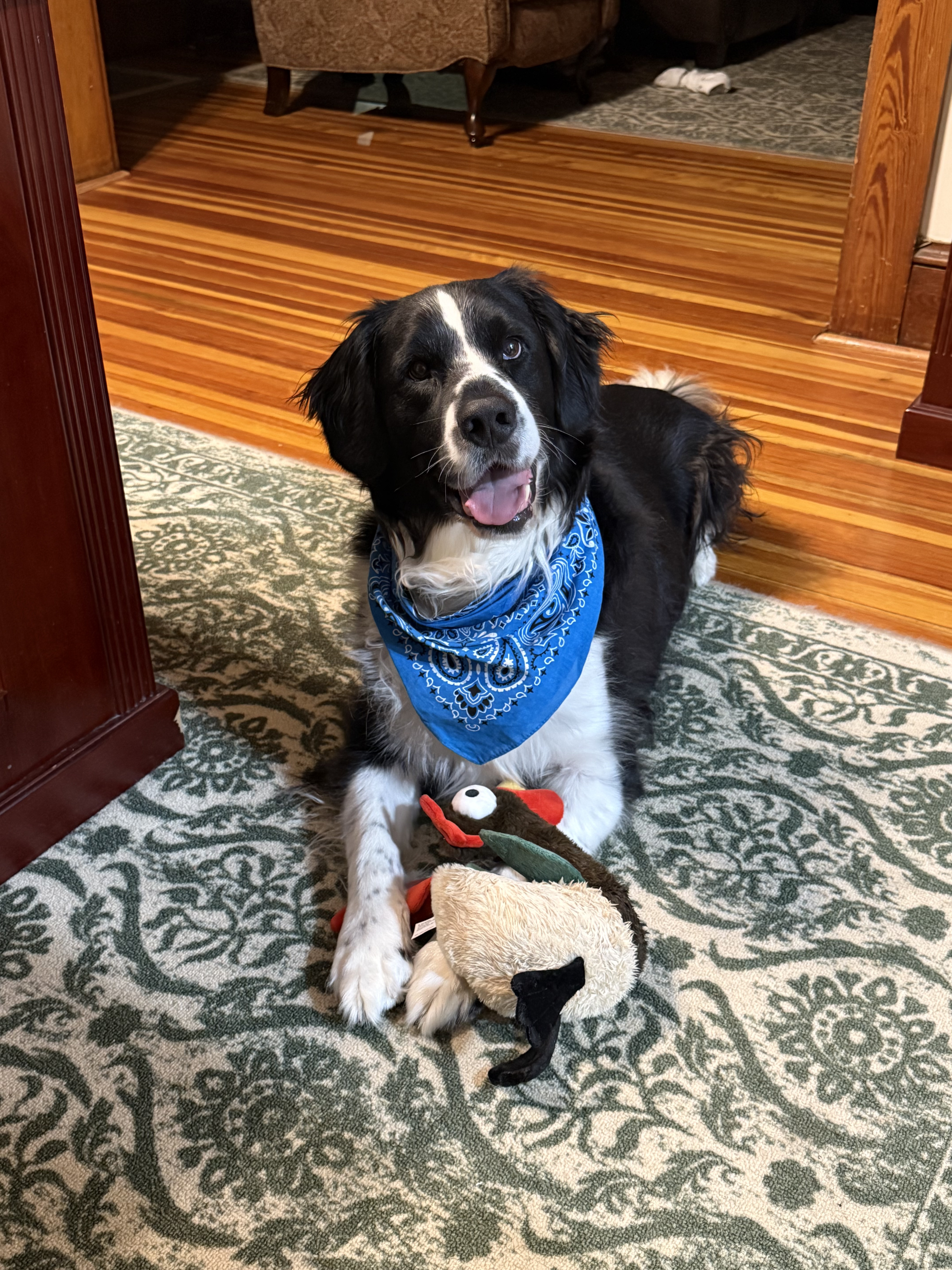 A black and white dog wearing a blue scarf